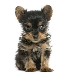 Yorkshire terrier puppy sitting in front of a white background