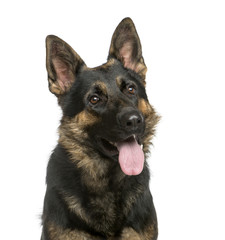 Close-up of a German Shepherd in front of a white background