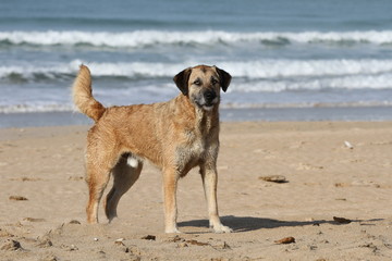 Obraz premium Beiger Hund steht am Strand