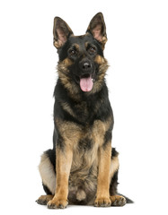 German Shepherd sitting in front of a white background