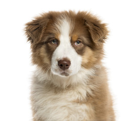 Close-up of an Australian Shepherd puppy