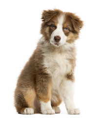 Fototapeta premium Australian Shepherd puppy sitting