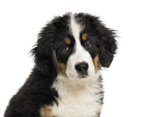 Close-up of a Bernese Mountain Dog puppy