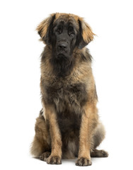 Leonberger sitting in front of a white background