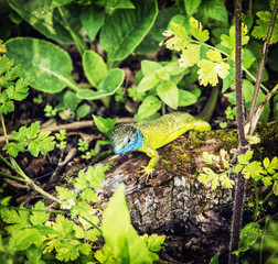 European green lizard is basking on the wood