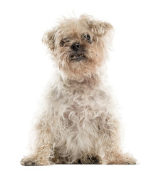 Old ugly crossbreed dog sitting in front of a white background