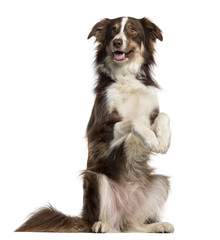 Border Collie on his hind legs isolated on white - obrazy, fototapety, plakaty