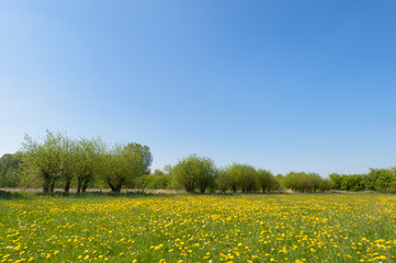 Obraz premium Willows and dandelions in landscape