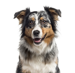 Close up of an Australian Shepherd isolated on white