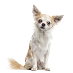 Chihuahua sitting and looking at the camera, isolated on white