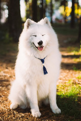 Happy White Samoyed Dog Outdoor in Autumn Forest