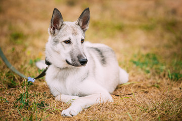 Naklejka premium Single Beautiful young russian Laika puppy Dog sitting on dry gr