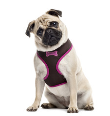 Obraz premium Pug sitting and looking at the camera, isolated on white