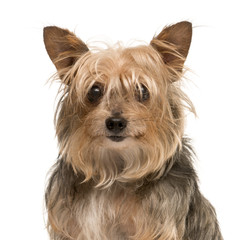 Close up of a Yorkshire Terrier isolated on white