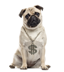 Obraz premium Pug sitting and looking at the camera, isolated on white