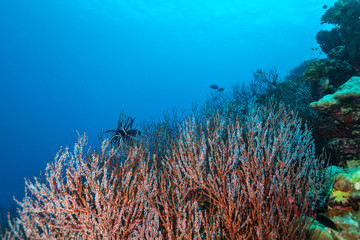 Fototapeta na wymiar Coral reef with detail of soft corals