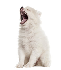 German Spitz puppy sitting and yawning, isolated on white