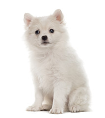 German Spitz puppy looking at the camera isolated on white