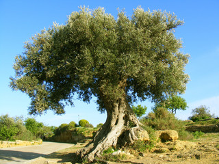 grand olivier en campagne