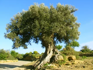 Fond de hotte en verre imprimé Olivier grand olivier en campagne