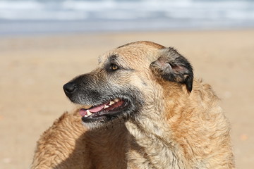 Portrait Hund am Strand