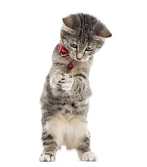 Obraz premium European Shorthair kitten playing, isolated on white