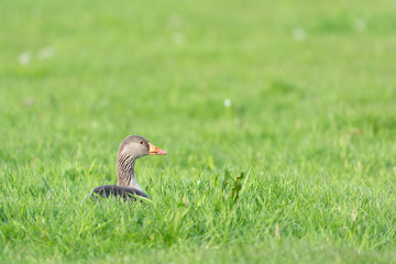 Goose in grass
