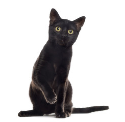 Naklejka premium Czarny kot kotek z łapą w górę, na białym tle