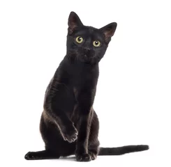Papier Peint photo Chat Chaton chat noir avec une patte vers le haut, isolé sur blanc