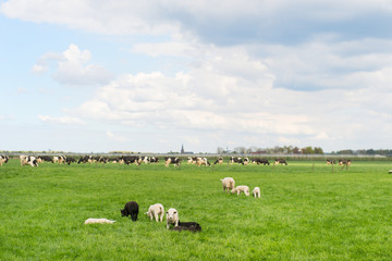 Fototapeta na wymiar Grazing sheep and cows in meadow