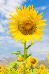 Sunflowers field, Thailand