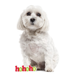 Maltese sitting, isolated on white