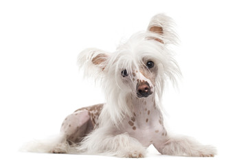 Chinese Crested Dog looking at the camera, isolated on white