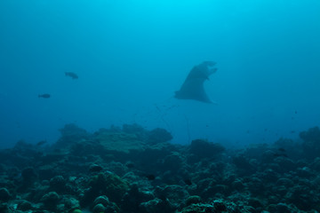 manta ray in Indian ocean