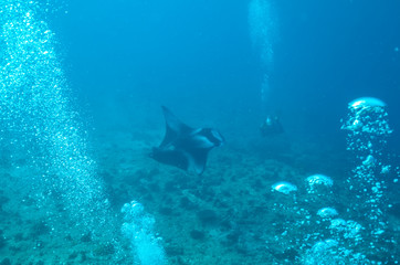 Fototapeta na wymiar manta ray in Indian ocean