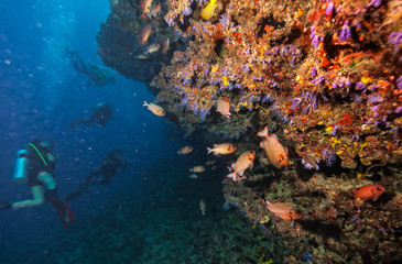 Naklejka na ściany i meble Group of scuba divers underwater