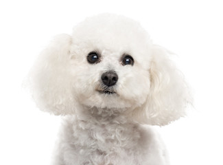 Close up of a Bichon Frise isolated on white