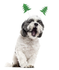 Shih Tzu with christmas decorations yawning, isolated on white