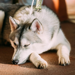 Obraz premium Young Gray And White Husky Dog Sleeping