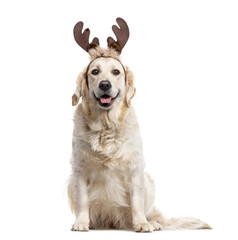 Golden Retriever with Christmas decorations, isolated on white