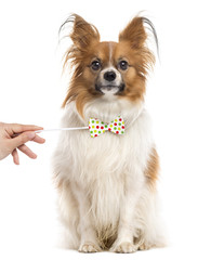 Papillon with a funny bow, isolated on white