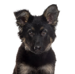 German Shepherd Dog puppy isolated on white