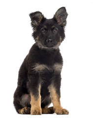 German Shepherd Dog puppy isolated on white