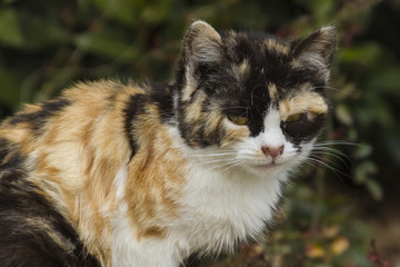 Fototapeta premium cute cat in the garden