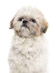 Close up of a Shih Tzu isolated on white