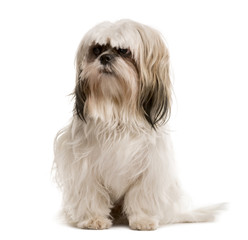 Shih Tzu sitting and looking away, isolated on white