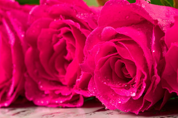 Background with roses closeup. Shallow depth of field.