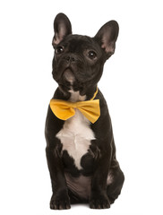 French Bulldog with a bow sitting, isolated on white