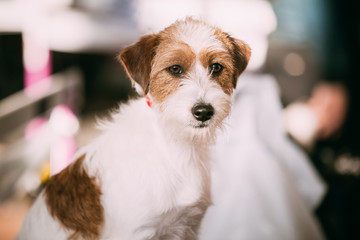 Young Rough Coated Jack Russell Terrier Dog. Small terrier