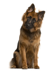 German shepherd looking at the camera, isolated on white